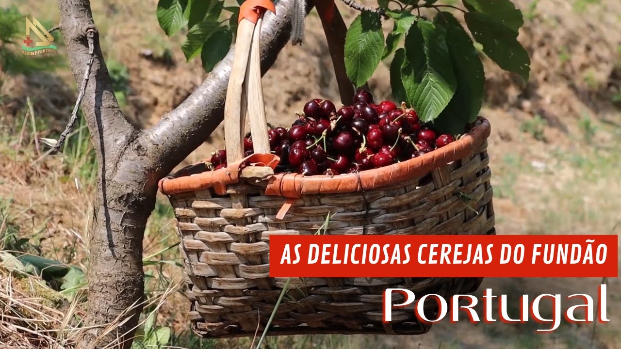 Colheita de Cerejas no Fundão. Descubra a Experiência Mais Doce de Portugal