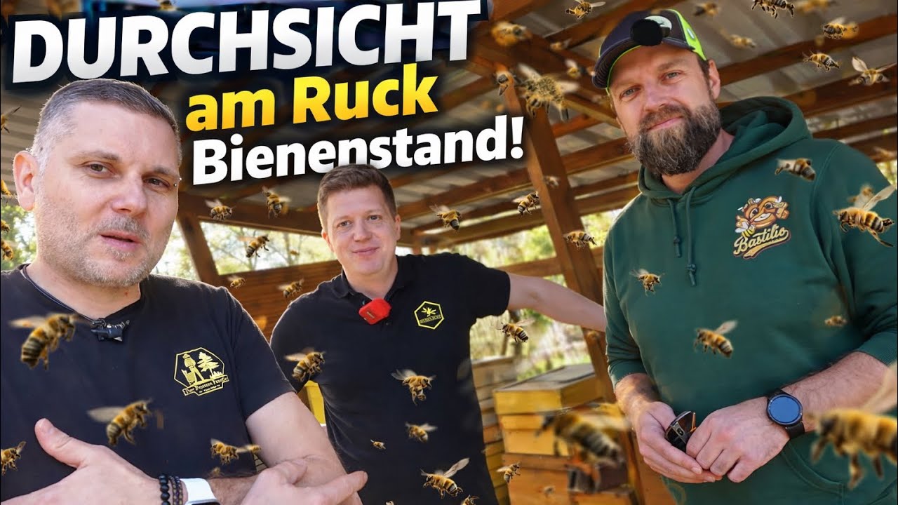 Durchsicht im März, am Ruck Bienenstand 