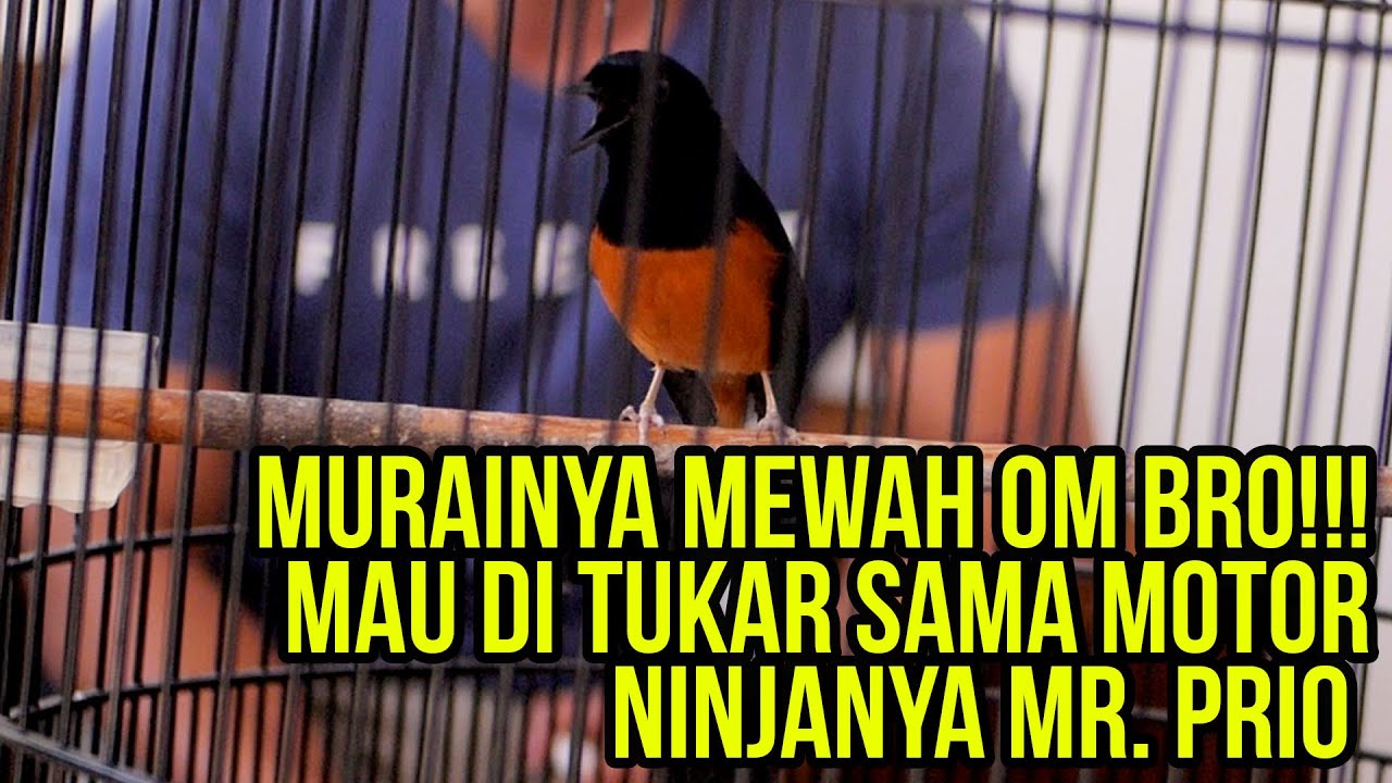 Viral!!! 5 Menit Ketemu Mr  Prio Langsung Gacor