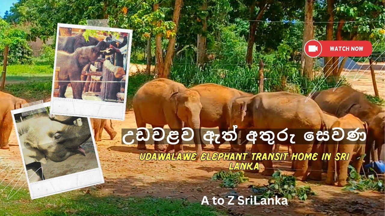 උඩවලව ඇත් අතුරු සෙවන (නිජබිමට යාමට පෙර)🐘🐘🐘Udawalawe Elephant  transit center🐘🐘