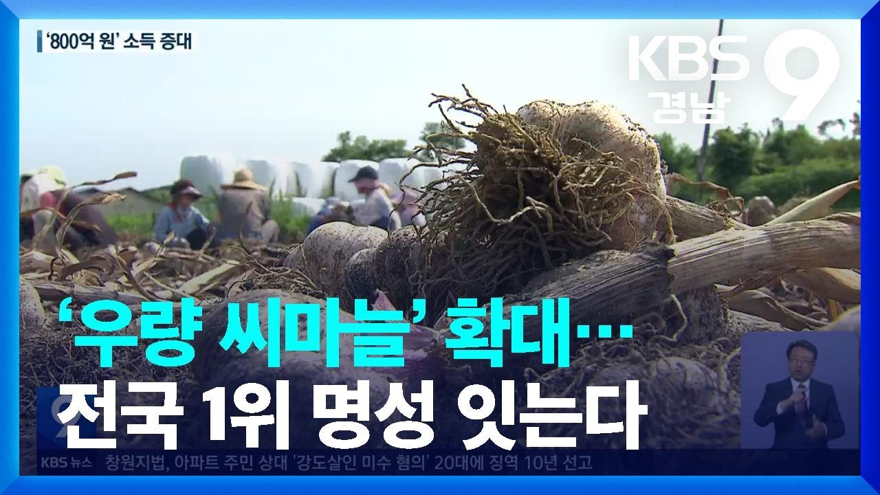 &lsquo;우량 씨마늘&rsquo; 확대&hellip;전국 1위 명성 잇는다 / KBS  2023.04.07.