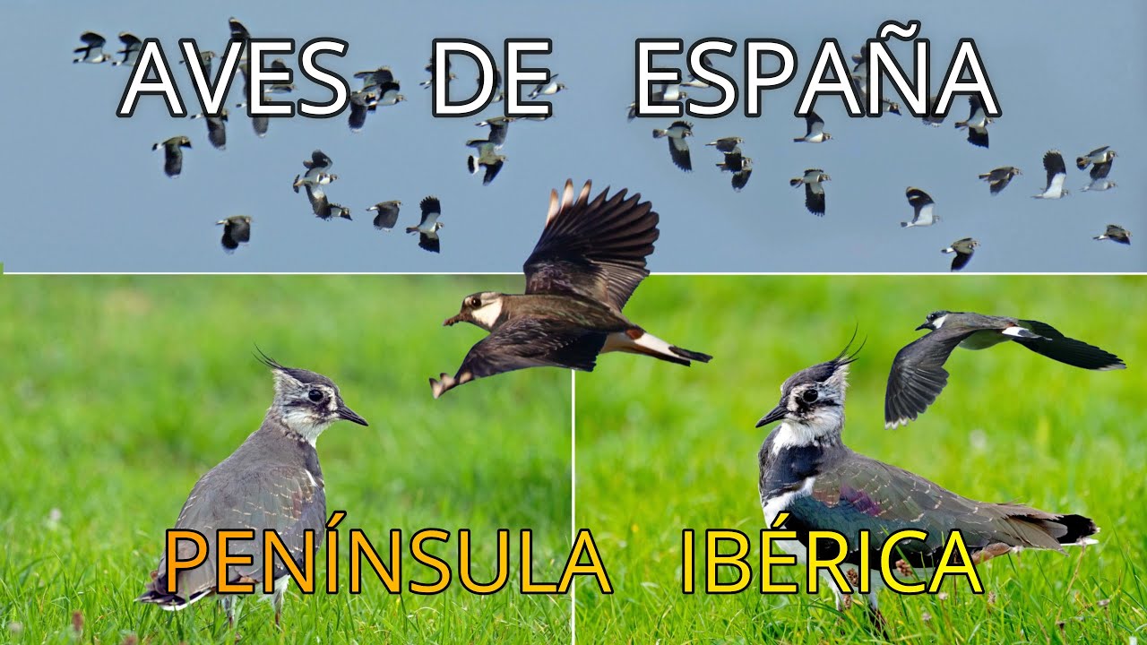 Aves de España||Pequeños Documentales en 4k||Limícolas||La Avefría Europea 🐦||Vanellus Vanellus.