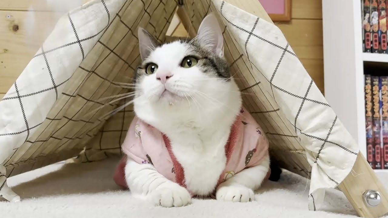 ピチピチのちゃんちゃんこを着たらムチムチの猫