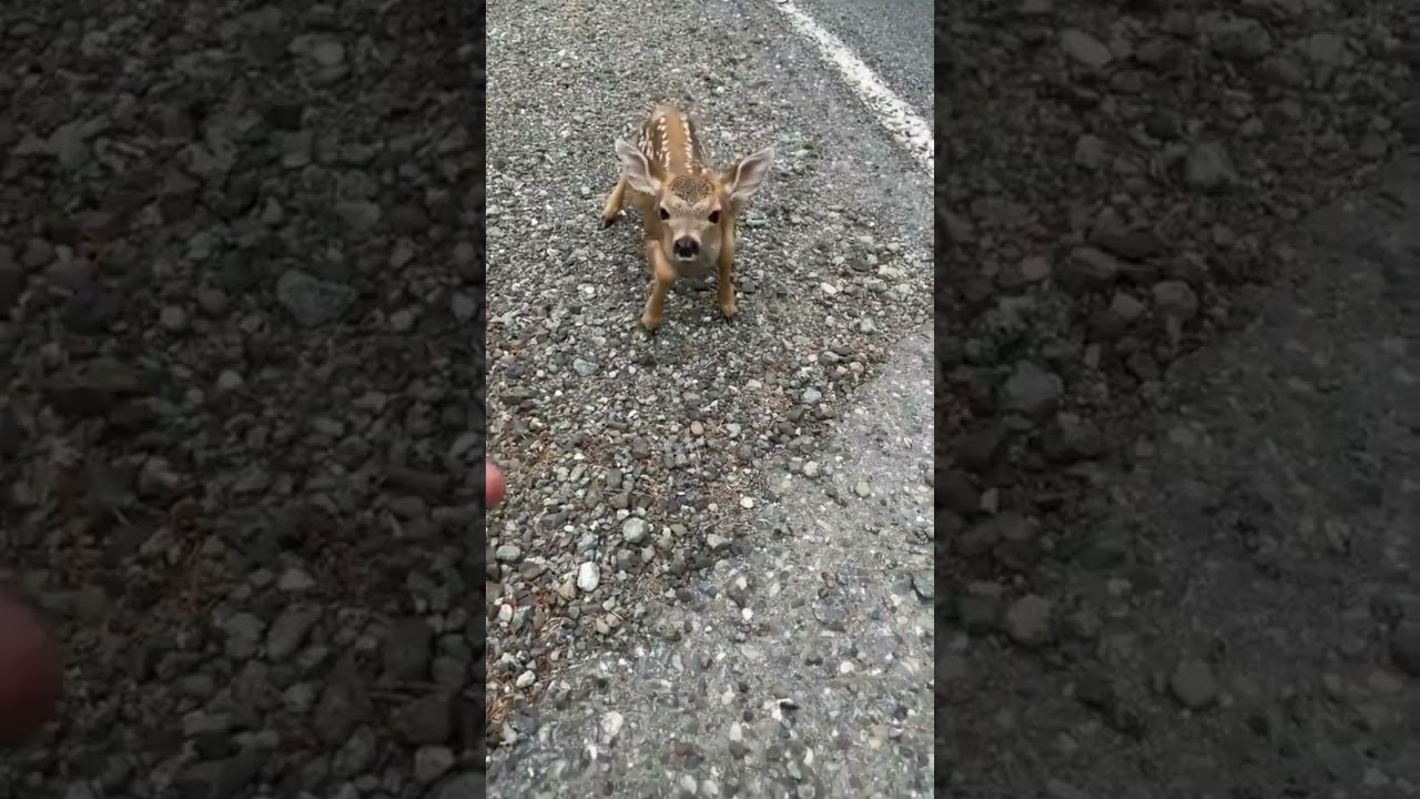 Friendly fawn comes by for head scratches 