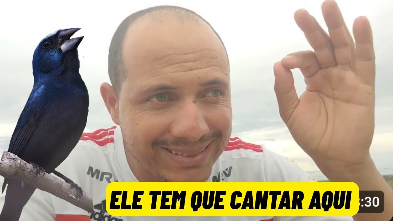 Lugares onde o seu azulão mais precisa demostrar ordem