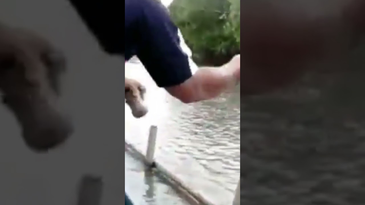 STRIKE IKAN KEDUKANG  