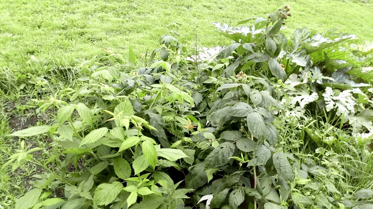 The Journey of a Mini Smallholding in Cornwall UK #6 - Butternut Squash,  Courgettes,  Potatoes