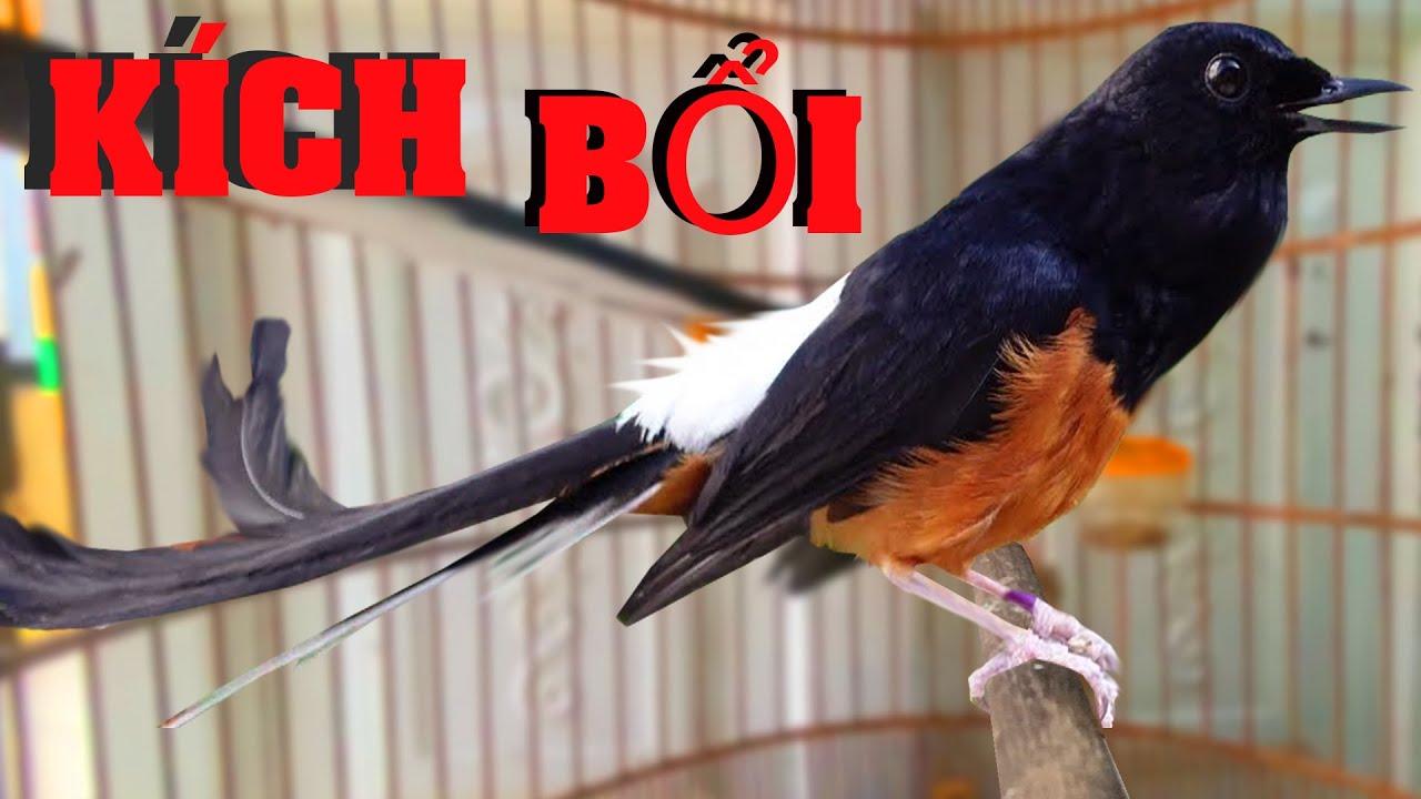 💥💦chòe lửa hót đấu [ TẠCH ĐẬP ĐẢO GIỌNG ] 26 phút.chòe lửa hót nhiều giọng | murai batu.jatan
