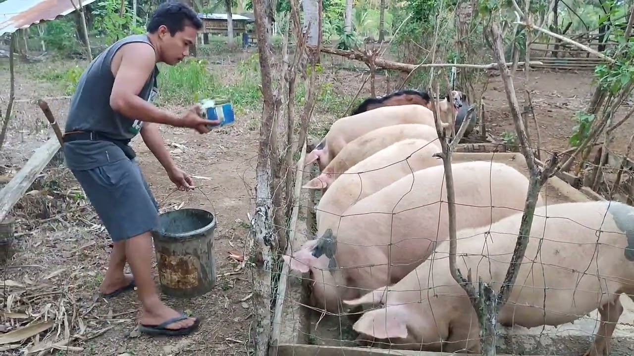 Kahit ito ang Pakain sa Baboy Malakas din daw ba silang Kumain? Madre de Agua