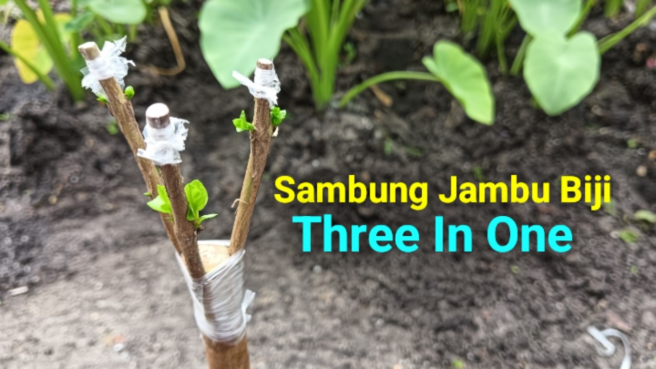 Sambung Jambu Biji Three In One