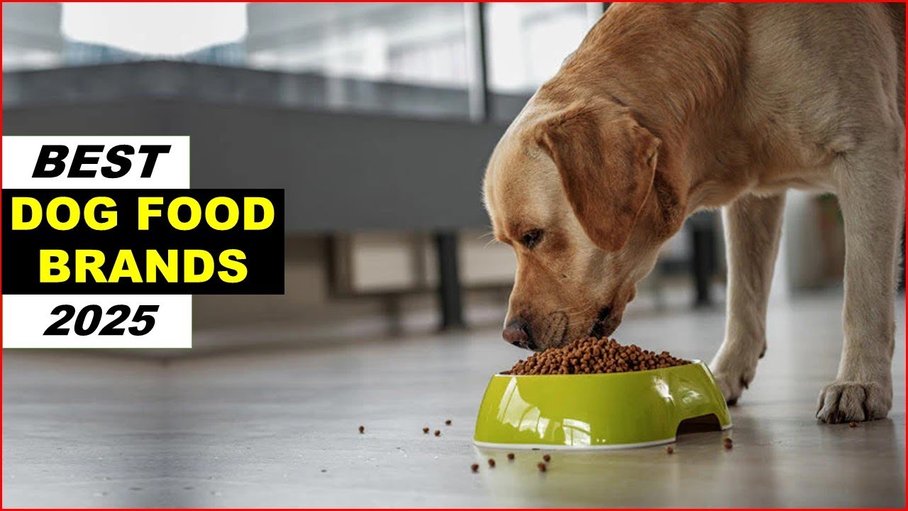 Top 5 Best dog food brands In 2025