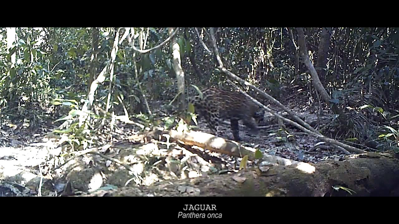 Cámaras trampa en Bolivia: especies registradas en el norte de la Amazonía
