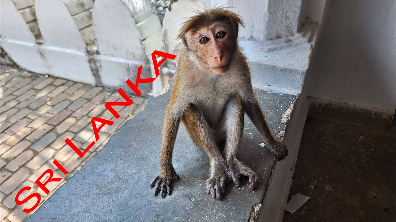 Поездка в Шри-Ланку