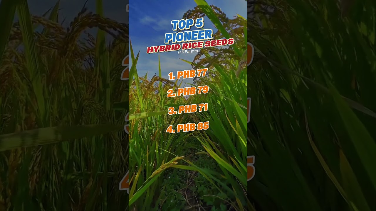 TOP 5 BEST PIONEER HYBRID RICE SEEDS | #corteva #agriculture #ricevariety #hybridseeds #pioneerseeds