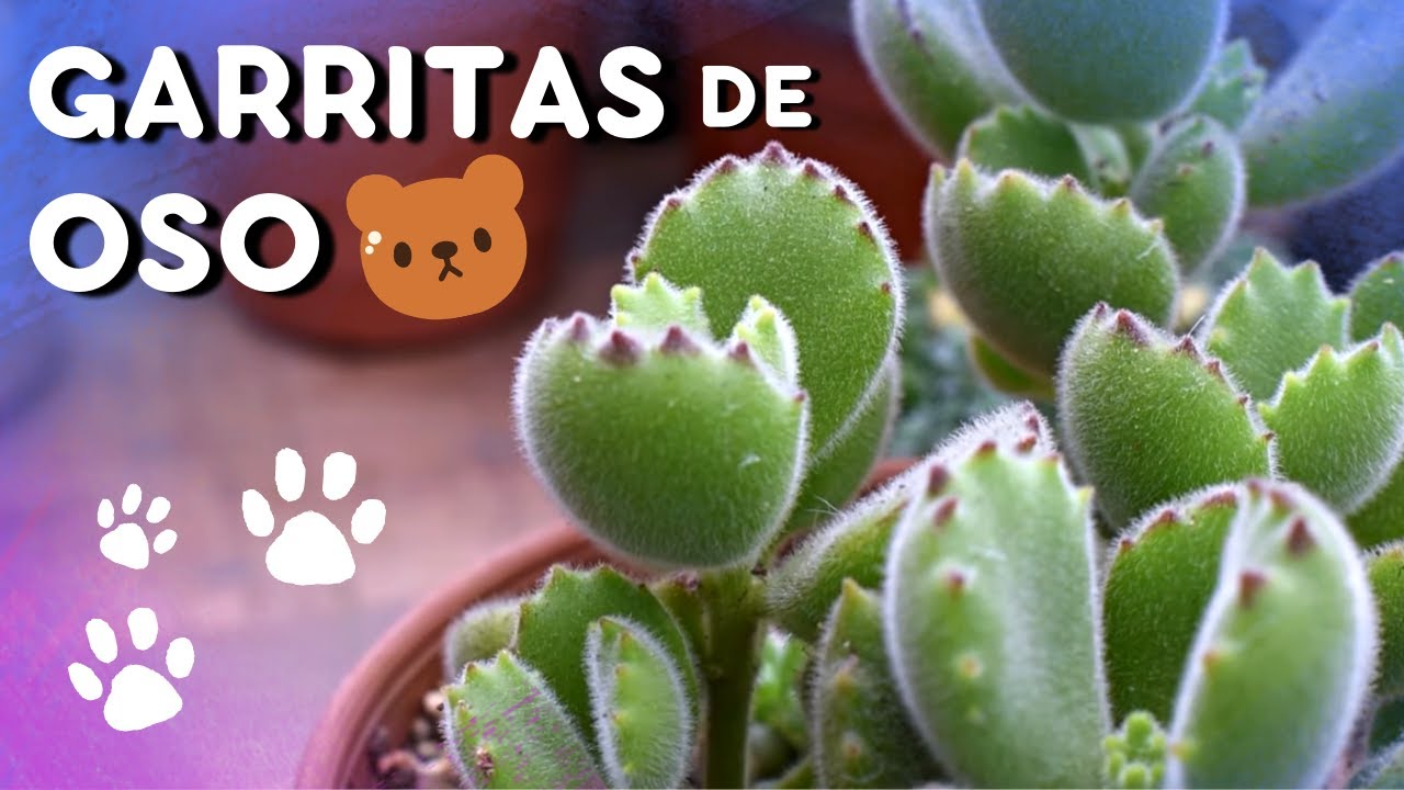 Cuidados, reproducción y más sobre la 