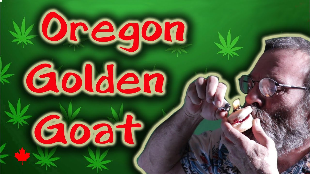 Pot Strains - Oregon Golden Goat - a Fun Pot