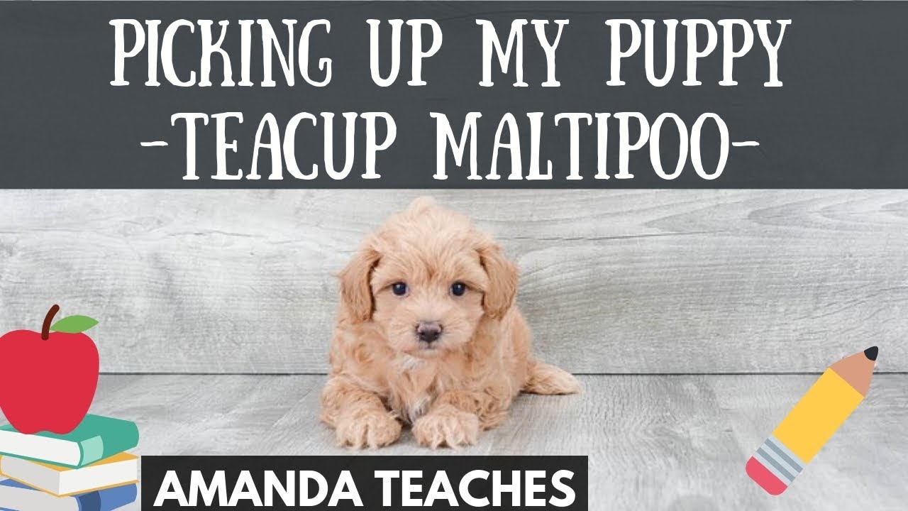 У меня появился щенок! Мальтипу Teacup забирает моего щенка домой из аэропорта! Щенки Premier Tea...