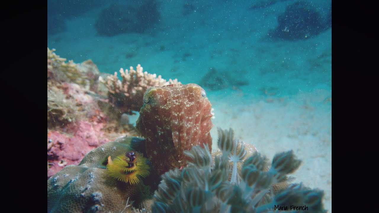 Scuba Diving with Blue Crystal Resort, March 2023