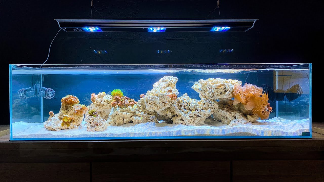 Unboxing Coral Frags for Shallow Coral Reef Tank