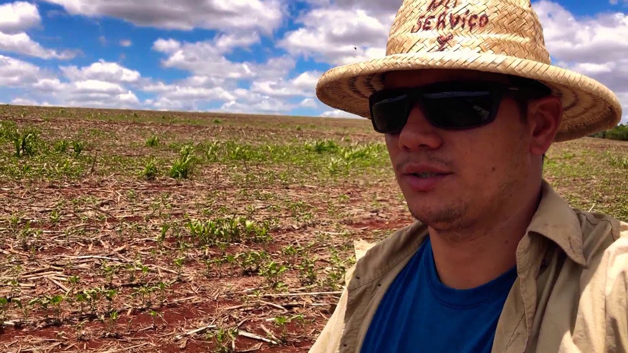Replantio da soja.
