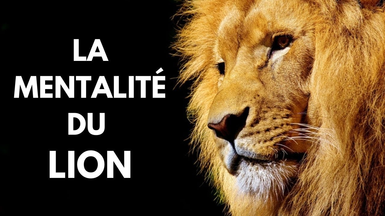 La Mentalité du Lion  (motivation et inspiration)   | L'attitude de vainqueur et royal du Lion
