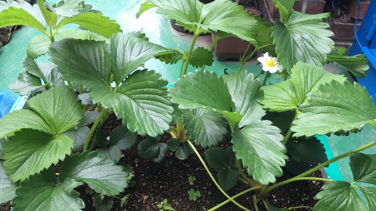 🍓화분에 심은 딸기 많이 따먹으려면 꼭 해줘야 되는 관리방법🍓🍓🍓