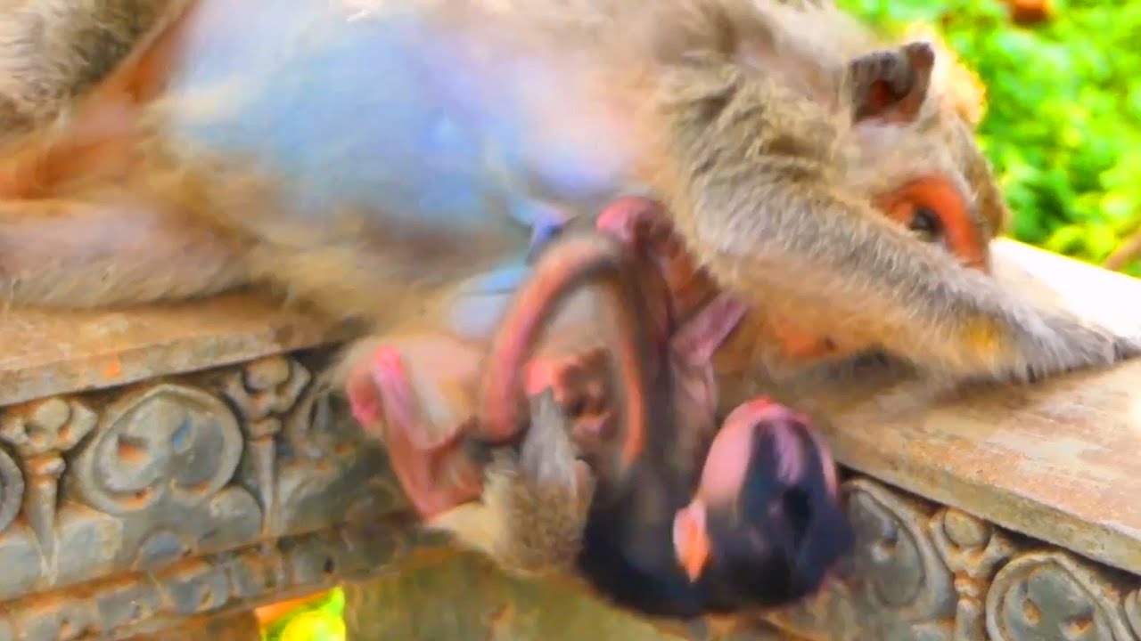 Live:Baby Monkey Carefully Explores Nearby While Mama Rests | Calm Family Moment 🐒💛