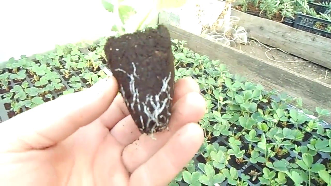 КАК СДЕЛАТЬ КАССЕТНУЮ РАССАДУ КЛУБНИКИ ? НАШ ЭФФЕКТИВНЫЙ МЕТОД.