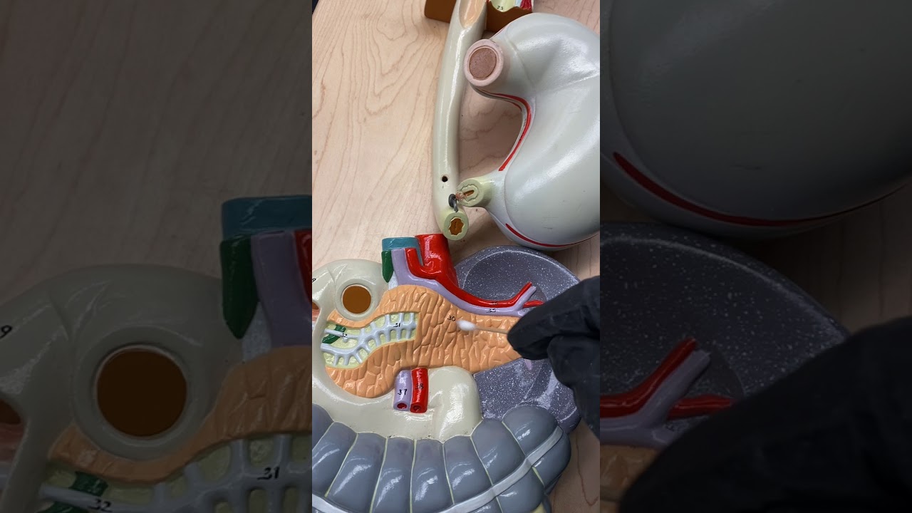 The GI System