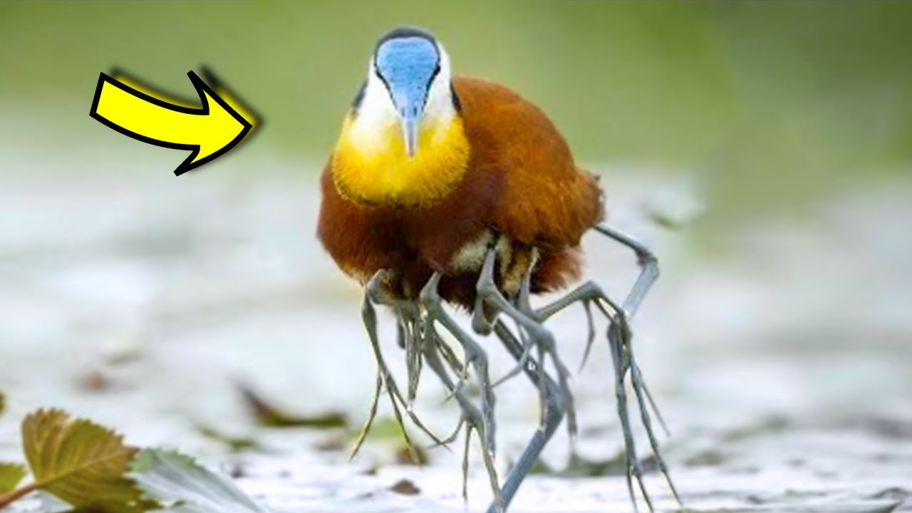 20 Nejvzácnějších Ptáků Na Světě