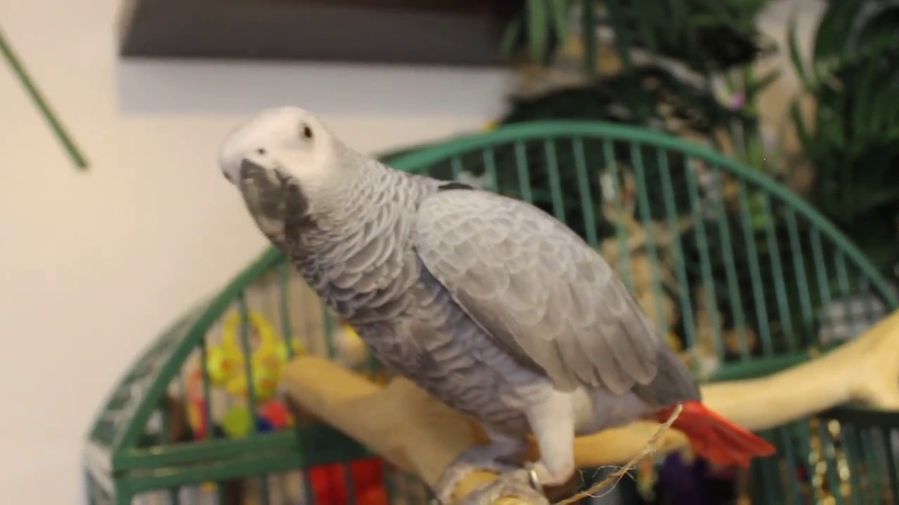 5 THINGS TO PREPARE BEFORE YOU GET A PARROT