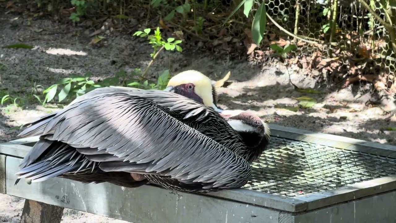 Wildlife & Nature at Flamingo Gardens 🦩🌿