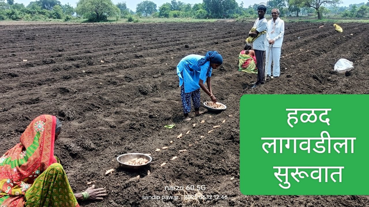Turmeric seeds#farming #amhidudhutpadakshetkari #royalशेतकरी #agriculture #agriculture