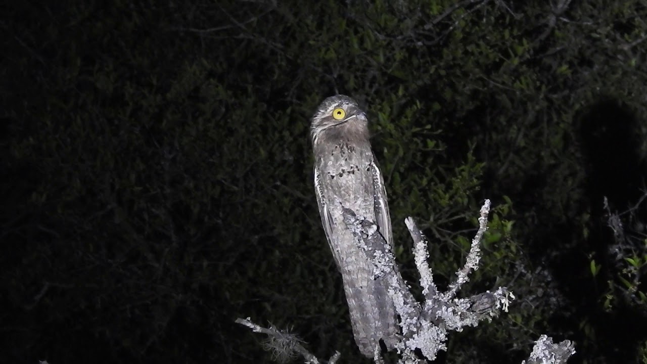 Urutaú (Nyctibius griseus) vocalizando 