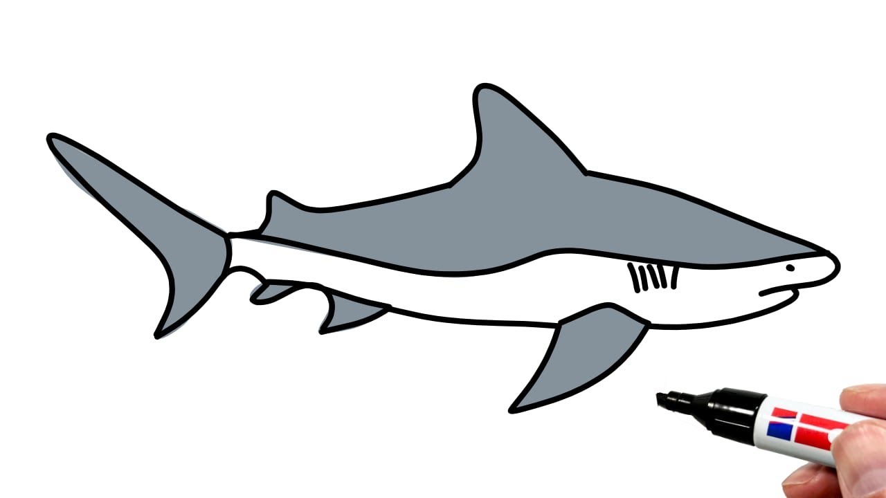 How to Draw a Bull Shark