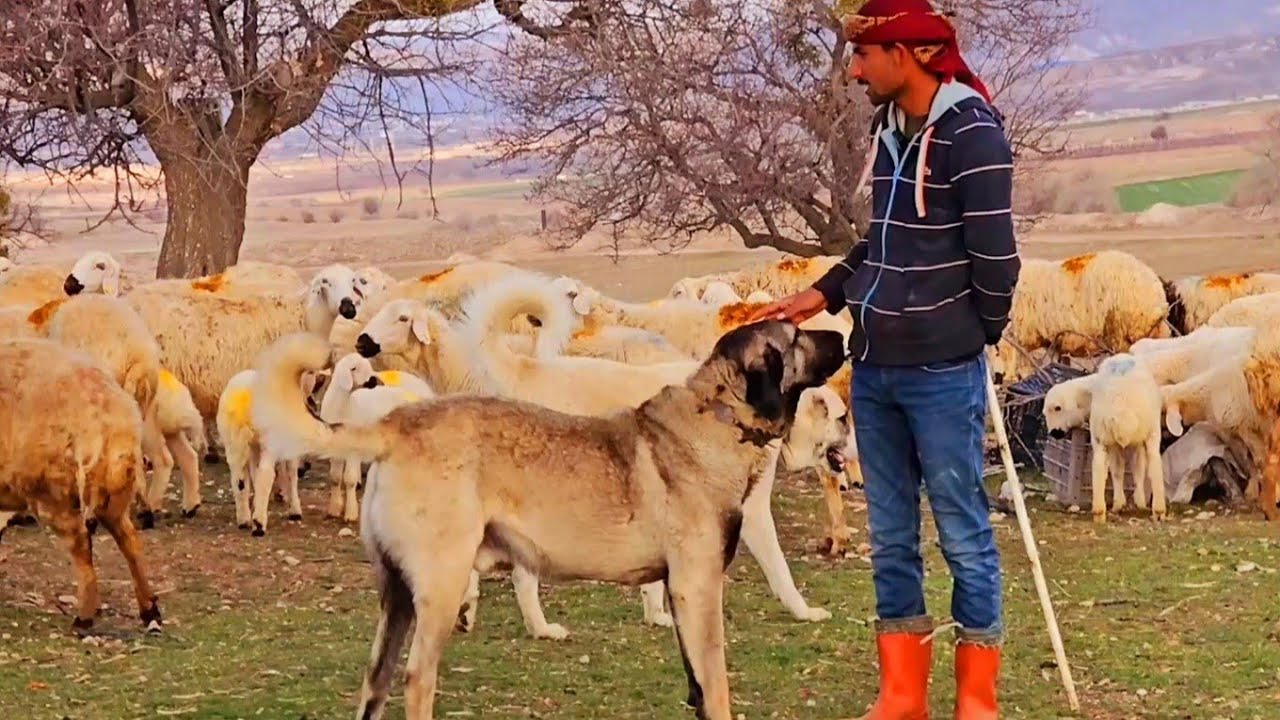 راعي غنم الكانجال - غنم لا تحلب - وثائقي