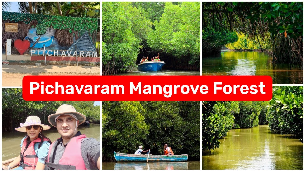 Pichavaram Mangrove Forest full tour | World's 2nd Largest Mangrove Forest Pondicherry Tamilnadu