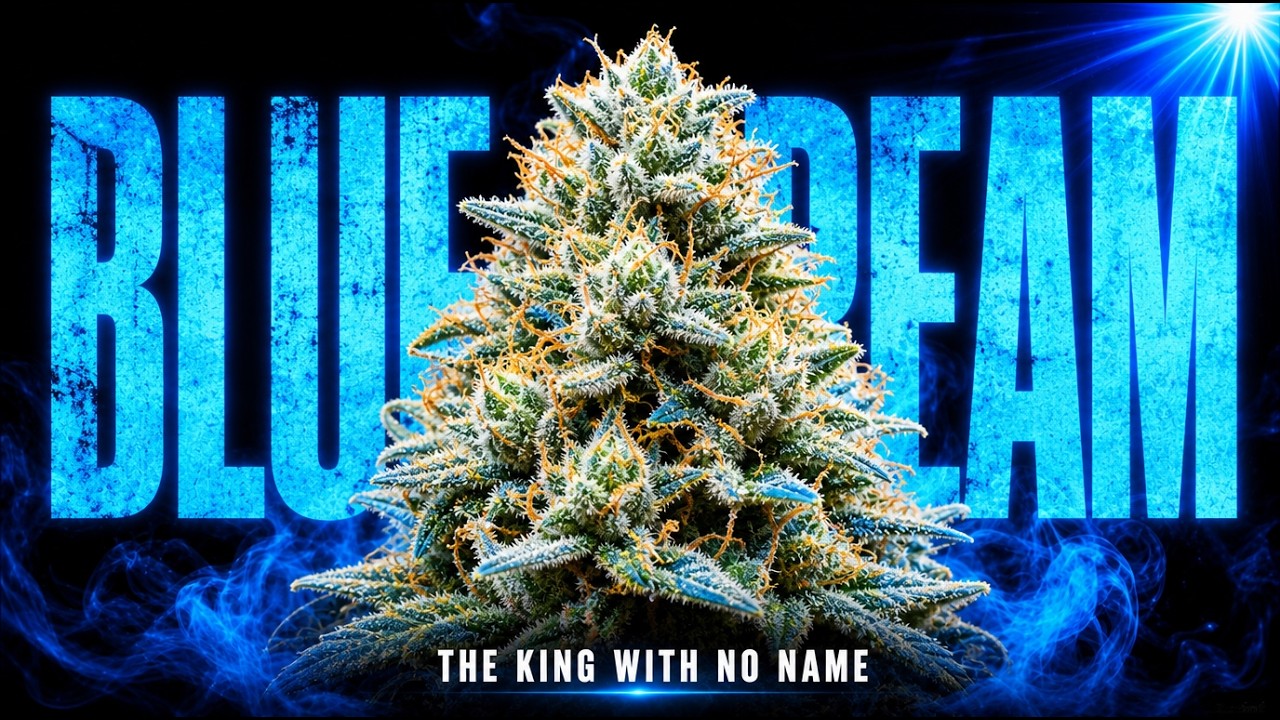 Blue Dream: The California Strain That Ruled America Without a Name Behind It