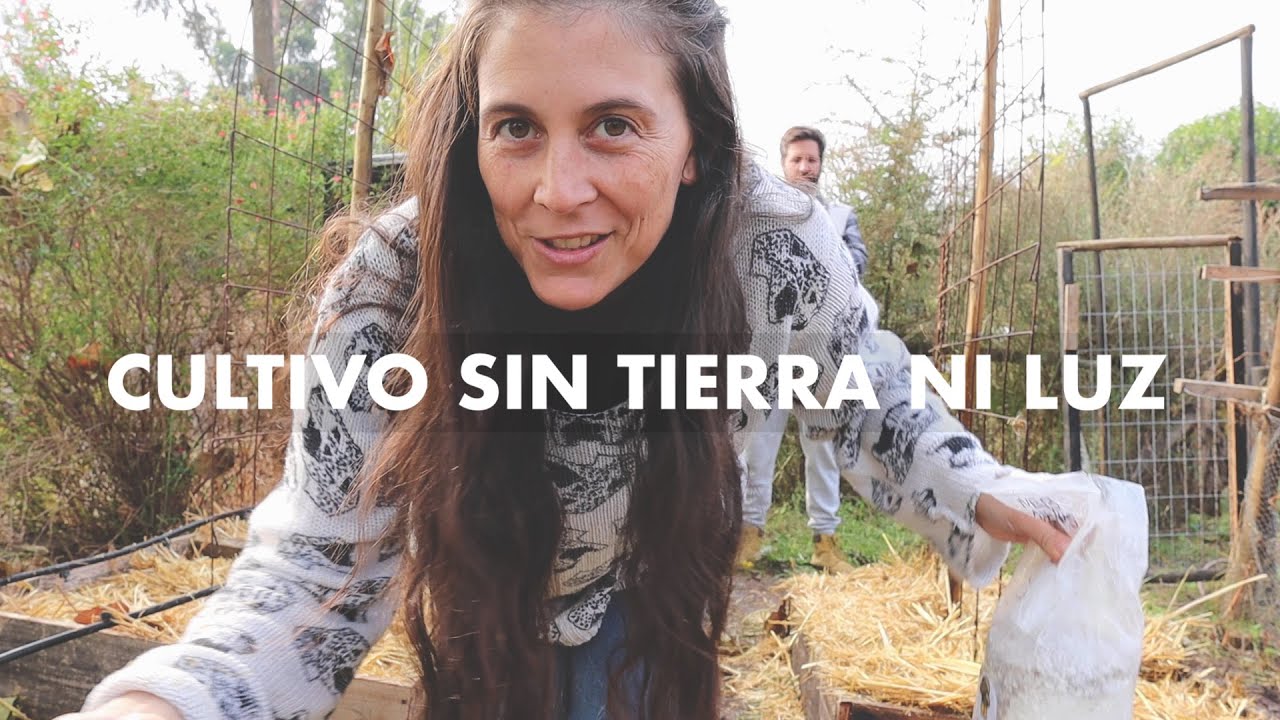 Un Cultivo sin Tierra ni Luz! Un lujo para tu Huerto | Ojalá nos funcione!
