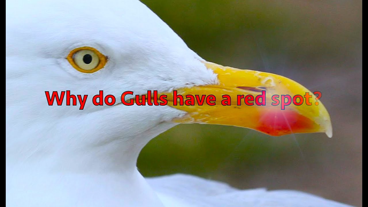 Mystery of seagull red spot revealed