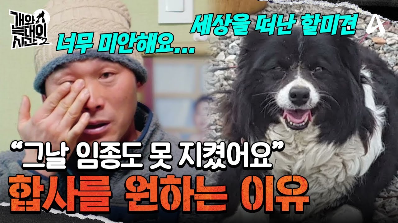 할미견과의 마지막을 회상하는 보호자! 합사를 유지하려는 이유는 무엇? | 개와 늑대의 시간2 7 회