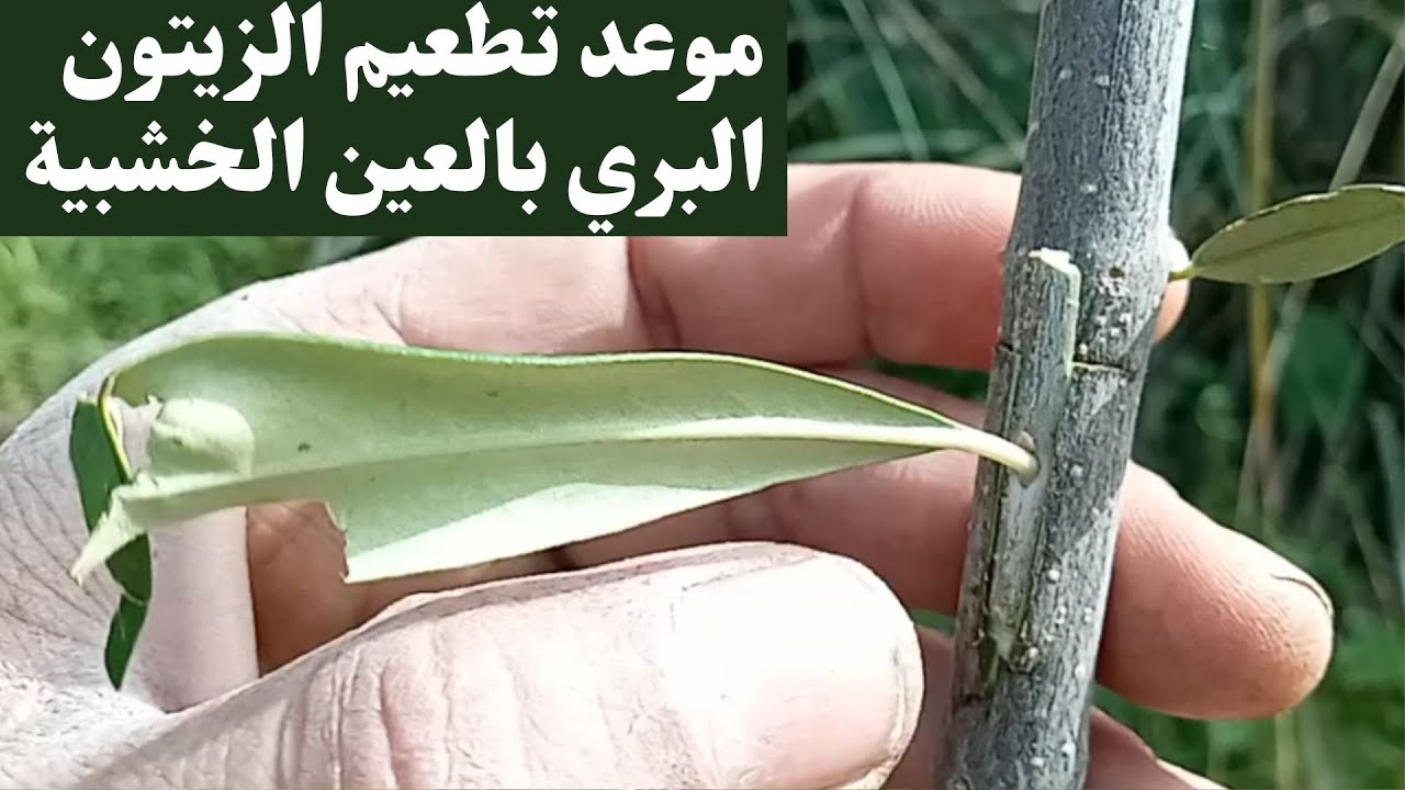 أفضل موعد لتطعيم(تلقيم) الزيتون البري بالعين الخشبية / olive grafting