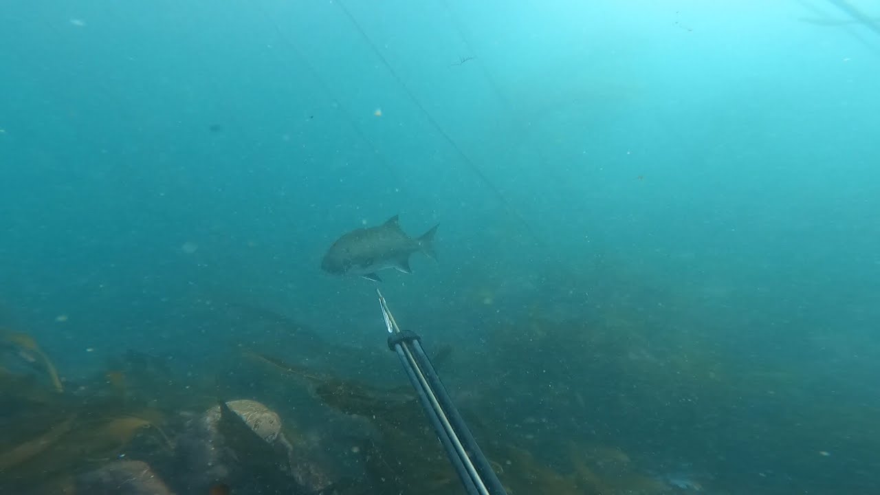 Onrus spearfishing. Galjoen, hotnotsvis and crayfishing