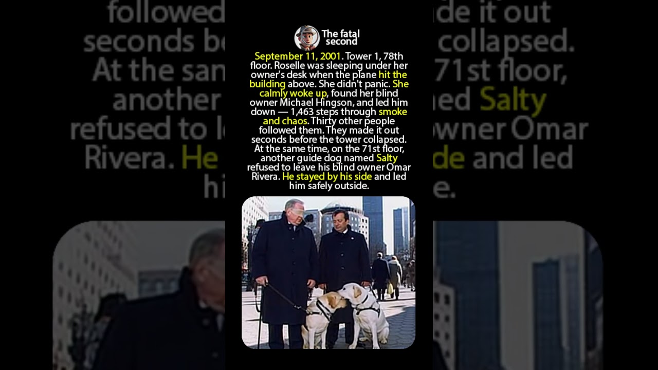 🐾 She was asleep under the desk on the 78th floor. One hour later &mdash; she saved 30 lives.
