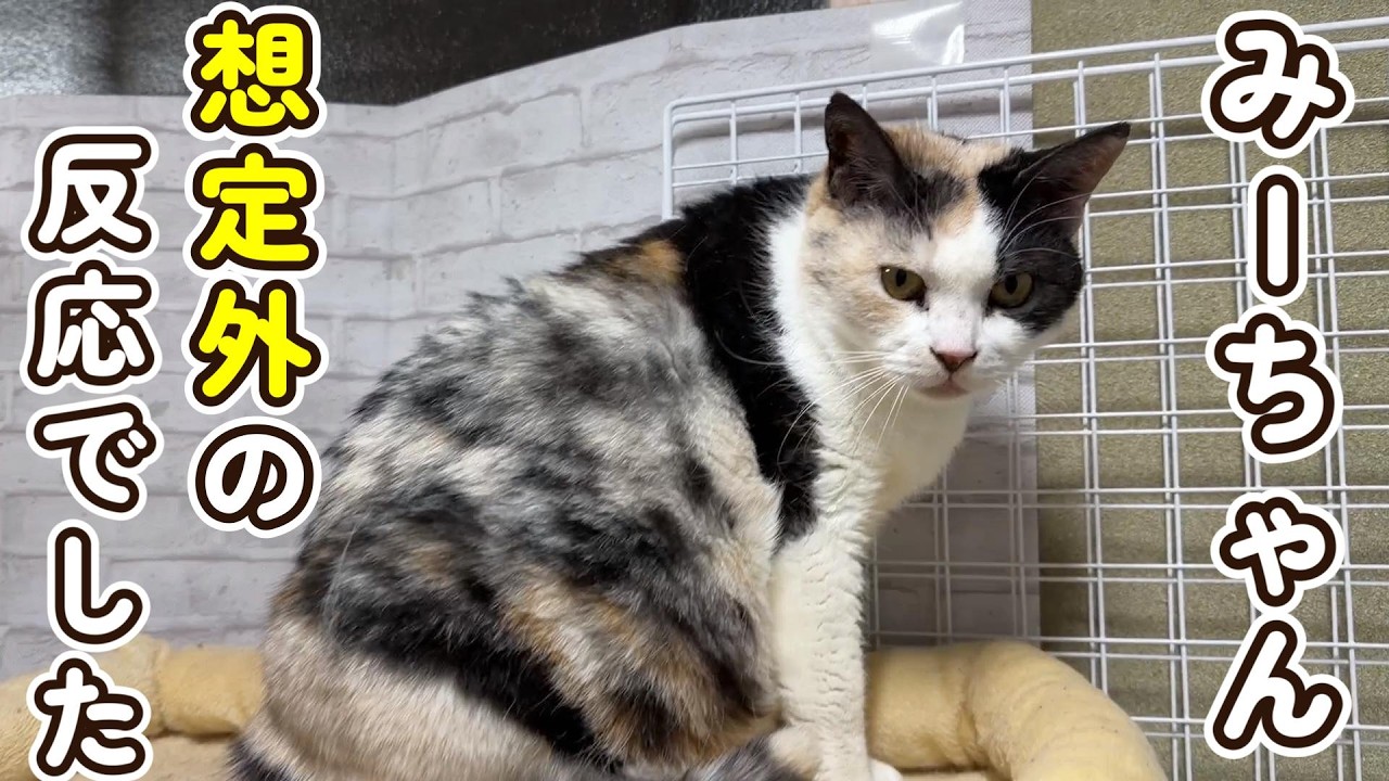 【想定外の反応】みーちゃんが思った以上に信頼してくれていました