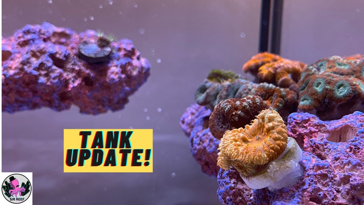 Tank Update on Acans, Clownfish and Hammers | Innovative Marine Nuvo Fusion 14 Gallon Peninsula
