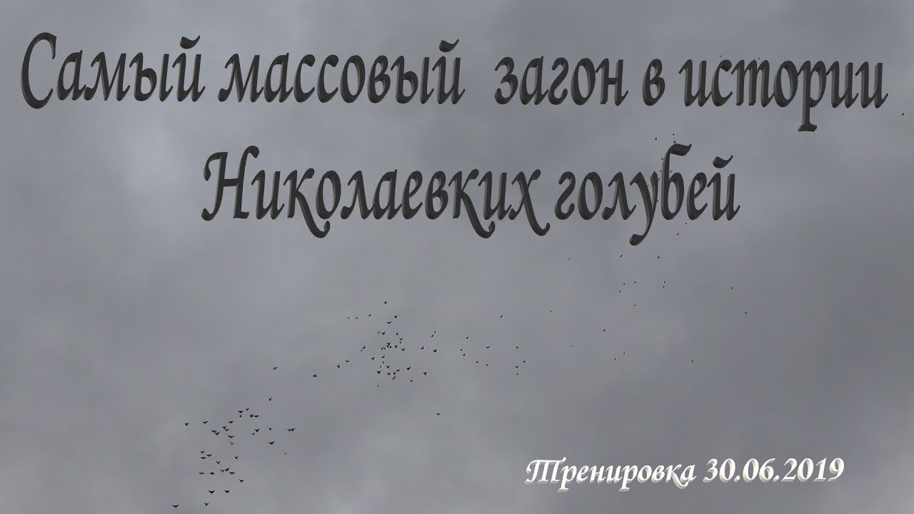 Самый массовый загон в истории Николаевских голубей