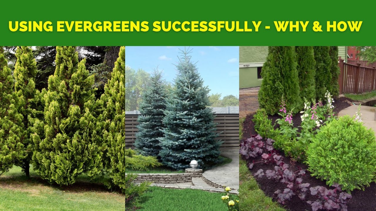 ВЕЧНОЗЕЛЕНЫЕ РАСТЕНИЯ: круглогодичные стражи ландшафта