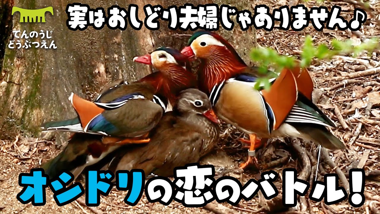 【天王寺動物園】本当は「おしどり夫婦」じゃない、オシドリたちの恋のバトル！[Tennouji Zoo] Mandarin ducks