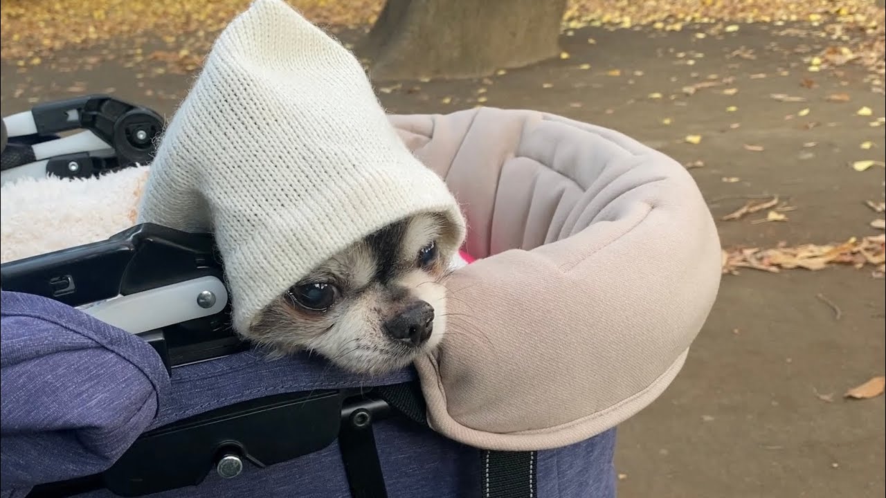 シニアの愛犬が頑張って歩く姿が見れてよかった